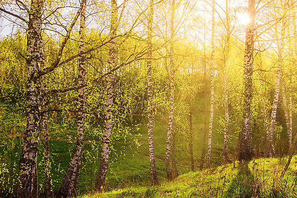 포토 JPG 해외이미지 나무 계절 유럽 줄기 잎 자연 사람없음 빛 햇빛 태양 일출 일몰 봄 새벽 성장 광선 신선 숲 러시아 자작나무 해외포토 자연요소 식물 나라 노을 생태계 파일형식 이미지허브