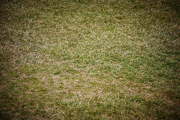 포토 JPG 해외이미지 식물 백그라운드 잎 밭 자연 하늘 잔디 사람없음 야외 초록색 햇빛 태양 농장 환경 맑음 봄 성장 시골 신선 땅 내추럴 생태학 해외포토 자연요소 계절 교육 컬러 농업 날씨 생태계 파일형식 이미지허브