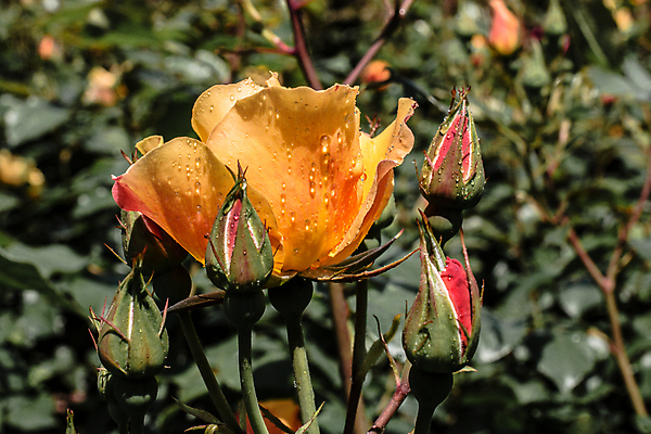 포토 JPG 해외이미지 주간 사람없음 야외 아웃포커스 장미 젖음 빗방울 꽃봉오리 해외포토 자연요소 꽃 촬영기법 비_날씨 파일형식 이미지허브