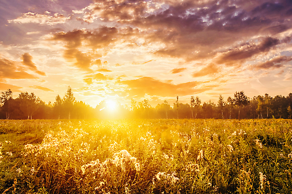 포토 JPG 해외이미지 나무 자연 하늘 사람없음 야외 햇빛 태양 일몰 들꽃 해외포토 자연요소 식물 꽃 노을 생태계 파일형식 이미지허브