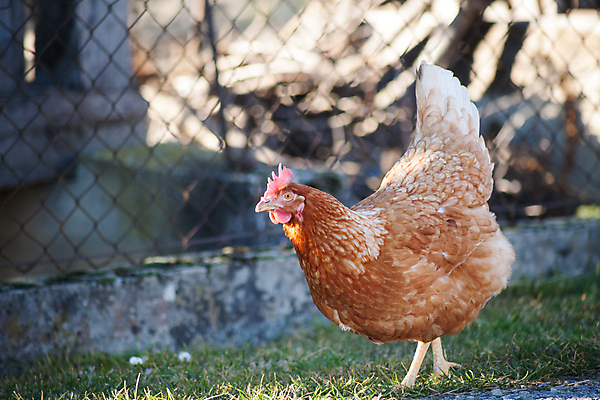 포토 JPG 해외이미지 동물 여자 행복 유럽 도로 음식 농업 날개 재료 자연 조류 건강 병아리 육류 사람없음 초록색 농장 갈색 바구니 우주 정원 계란 식사 치킨 흰색 시골 신선 선택 볏짚 먹이 수집 먹기 유기농 날것 내추럴 점심식사 밭일 암탉 핸드메이드 해외포토 웰빙 감정 나라 산업 길 컬러 컨셉 식재료 교통시설 모션 사람 알 닭 짚 암컷 생태계 닭고기요리 파일형식 이미지허브