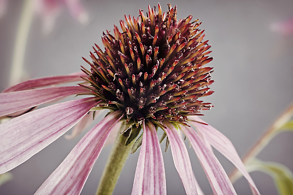 포토 JPG 해외이미지 식물 1 꽃잎 꽃 분홍색 백그라운드 꽃무늬 자연 실내 사람없음 가로 초록색 여름 약 정원 보라색 어둠 약초 허브 꽃가루 내추럴 치유 카피스페이스 해외포토 계절 컬러 무늬 의학 내부 공백 풀_식물 가루 생태계 파일형식 이미지허브