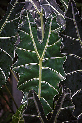 포토 JPG 해외이미지 식물 디자인 잎 패턴 자연 추상 종류 사람없음 장식 초록색 환경 정원 봄 성장 흰색 신선 호주 유기농 질감 정맥 내추럴 양치류 해외포토 웰빙 계절 컬러 무늬 오세아니아 생태계 혈관 파일형식 이미지허브