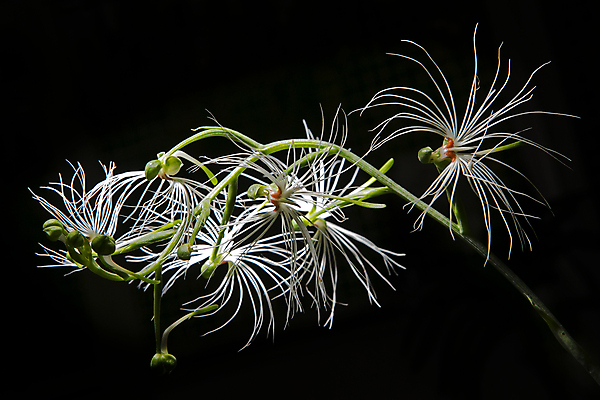 포토 JPG 해외이미지 식물 꽃잎 꽃 꽃다발 백그라운드 잎 꽃무늬 오렌지 자연 선물 사랑 사람없음 야외 장식 빨간색 초록색 컬러풀 뷰티 장미 노란색 우주 검은색 봄 벚꽃 흰색 나뭇가지 신선 신용카드 개화 난초 우아함 묘사 호접란 내추럴 고립 해외포토 나무 계절 감정 컬러 컨셉 무늬 과일 금융 생태계 파일형식 이미지허브