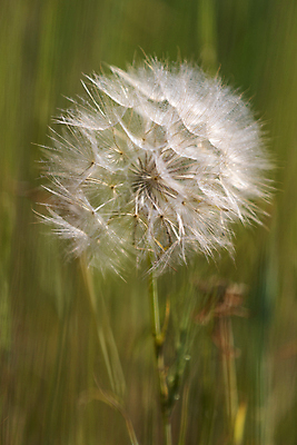 포토 JPG 해외이미지 주간 근접촬영 사람없음 야외 아웃포커스 민들레 민들레홀씨 해외포토 자연요소 꽃 뷰포인트 촬영기법 파일형식 이미지허브