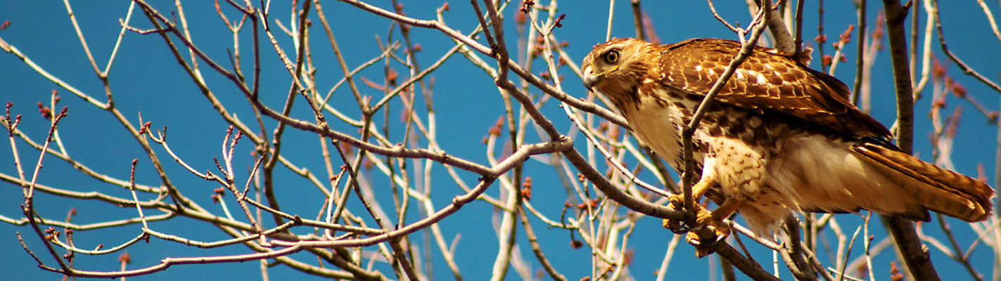 포토 JPG 해외이미지 나무 동물 1 응시 얼굴 야생동물 밭 날개 자연 조류 앉기 사람없음 야외 옆모습 빨간색 갈색 머리 나뭇가지 입 먹이 손목시계 깃털 연 속도 꼬리 부리 육식동물 부름 사냥꾼 계산서 해외포토 식물 직업 시선 뷰포인트 시계 컬러 농업 장신구 모션 신체부위 놀이용품 생태계 파일형식 이미지허브
