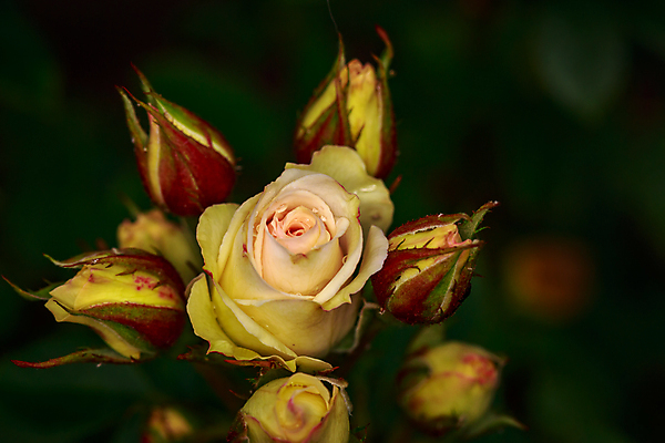 포토 JPG 해외이미지 꽃 산업 농업 자연 사람없음 야외 가로 컬러풀 한개 장미 봄 닫기 원예 카피스페이스 해외포토 식물 1 계절 컬러 모션 취미 공백 생태계 파일형식 이미지허브