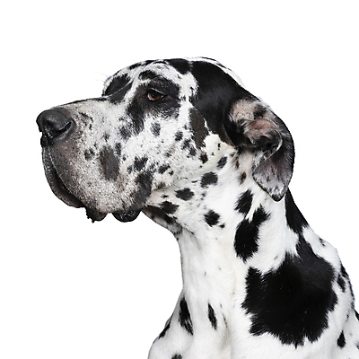 포토 JPG 해외이미지 동물 척추동물 1 장난 포유류 실내 앉기 성인 사람없음 반려동물 검은색 흰색 개 큼 호기심 흰배경 사냥개 슛 송곳니 경보 고립 기르기 마스티프 복종 유래 주목 차단 해외포토 감정 컬러 백그라운드 컨셉 모션 사람 내부 치아 크기 돌봄 파일형식 이미지허브