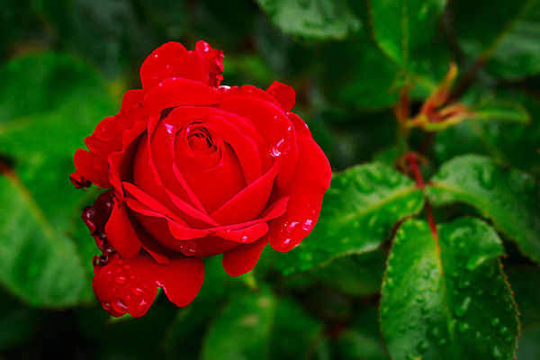 포토 JPG 해외이미지 꽃 산업 농업 자연 사람없음 야외 가로 컬러풀 장미 닫기 원예 카피스페이스 해외포토 식물 컬러 모션 취미 공백 생태계 파일형식 이미지허브