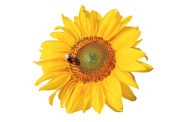 포토 JPG 해외이미지 식물 계절 꽃잎 꽃 백그라운드 잎 꽃무늬 밭 농업 오렌지 자연 해바라기 씨앗 사람없음 야외 초록색 농작물 컬러풀 태양 뷰티 농장 노란색 환경 정원 봄 활발 성장 벚꽃 흰색 시골 신선 원형 개화 황금 묘사 유기농 원예 꽃가루 내추럴 고립 밭일 해외포토 자연요소 도형 웰빙 산업 컬러 컨셉 무늬 과일 취미 가루 생태계 파일형식 이미지허브