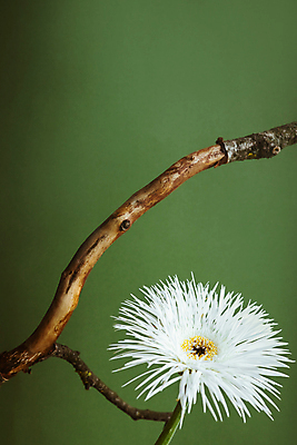 포토 JPG 해외이미지 꽃 한송이 실내 근접촬영 사람없음 나뭇가지 초록배경 해외포토 나무 식물 1 뷰포인트 백그라운드 내부 초록색 송이 파일형식 이미지허브