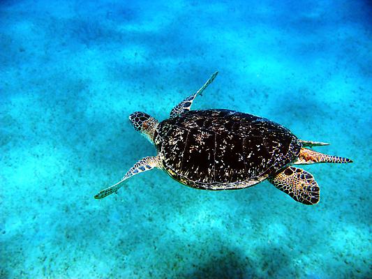 포토 JPG 해외이미지 동물 야생동물 바다 파충류 아프리카 자연 휴가 휴식 바닥 이집트 사람없음 물 수중 수영 껍질 수비 스노클링 산호 거북이 보호 다이빙 암초 발견 깊이 동물상 등딱지 이국적 해외포토 자연요소 나라 컨셉 모션 조형물 수상스포츠 자포동물 생태계 수중스포츠 파일형식 이미지허브