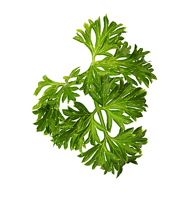 포토 JPG 해외이미지 식물 음식 잎 채소 자연 파슬리 사람없음 초록색 흰색 신선 허브 오브젝트 내추럴 고립 해외포토 컬러 생태계 파일형식 이미지허브