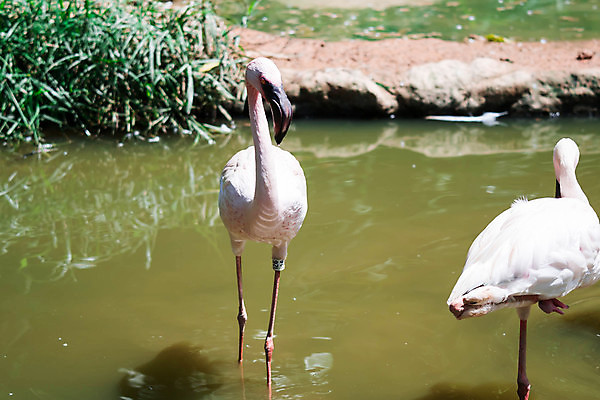 포토 JPG 해외이미지 동물 1 호수 야생동물 분홍색 아프리카 자연 조류 사람없음 빨간색 물 컬러풀 뷰티 머리 흰색 그룹 플라밍고 깃털 부리 내추럴 동물상 이국적 해외포토 자연요소 나라 컬러 신체부위 조형물 생태계 파일형식 이미지허브