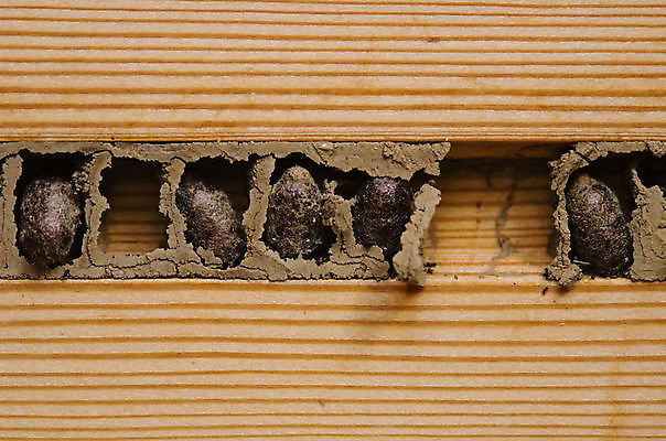 포토 JPG 해외이미지 동물 야생동물 곤충 자연 주택 안테나 사람없음 목재 계란 둥지 말벌 위험 애벌레 내추럴 식민지 해외포토 나무 컨셉 재료 통신 건물 알 벌레 벌_곤충 생태계 파일형식 이미지허브