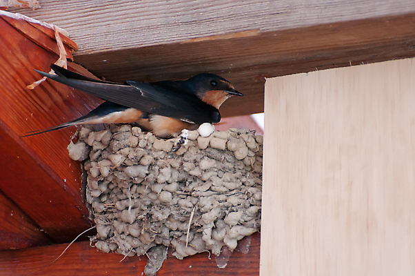 포토 JPG 해외이미지 동물 야생동물 날개 자연 조류 실내 사람없음 파란색 검은색 둥지 깃털 참새 부화 해외포토 컬러 내부 생태계 파일형식 이미지허브