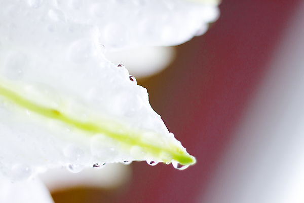 포토 JPG 해외이미지 식물 꽃잎 꽃 파도 잎 꽃무늬 자연 추상 초원 사람없음 물 여름 뷰티 정원 봄 활발 낭만 젖음 성장 벚꽃 물방울 액체 떨어짐 소프트포커스 이슬 빗방울 순수 유기농 부드러움 파스텔톤 몽환 미니멀리스트 해외포토 자연요소 웰빙 계절 바다 컬러 컨셉 무늬 촬영기법 감각 비_날씨 생태계 파일형식 이미지허브