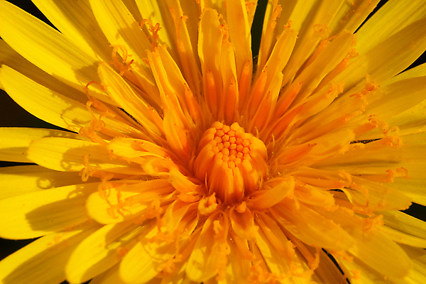 포토 JPG 해외이미지 식물 꽃잎 꽃 백그라운드 꽃무늬 자연 사람없음 야외 정원 봄 민들레 묘사 만족 부드러움 블러 해외포토 계절 감정 무늬 감각 생태계 파일형식 이미지허브