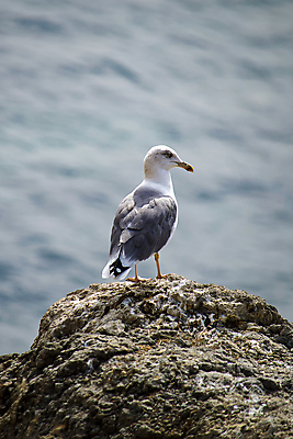 포토 JPG 해외이미지 동물 유럽 야생동물 모래 파도 바다 섬 여행 백그라운드 날개 자연 갈매기 조류 하늘 서기 풍경 사람없음 야외 물 여름 파란색 환경 바위 흰색 만 지중해 깃털 부리 암초 대서양 내추럴 동물상 해외포토 자연요소 계절 나라 컬러 모션 조형물 돌_바위 생태계 파일형식 이미지허브