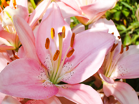 포토 JPG 해외이미지 식물 계절 꽃잎 꽃 꽃다발 백그라운드 잎 꽃무늬 밭 오렌지 자연 국화 풍경 초원 사람없음 야외 장식 빨간색 초록색 여름 빛 뷰티 노란색 정원 봄 활발 성장 벚꽃 흰색 신선 개화 제비꽃 데이지 정사각형 라일락 내추럴 깊이 많음 해외포토 도형 컬러 컨셉 무늬 농업 과일 생태계 파일형식 이미지허브