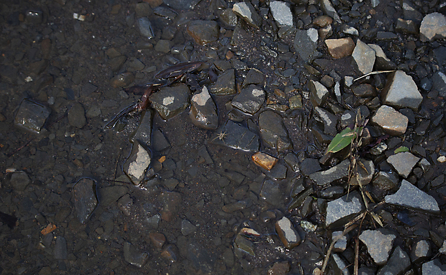 포토 JPG 해외이미지 동물 지구 야생동물 과학 곤충 백그라운드 자연 생물 사람없음 야외 가로 환경 회색 다양 가장자리 벌레 보호 무서움 생물학 거미 장면 지역 암초 진흙 리빙 늑대 내추럴 동물상 땅바닥 생태학 오싹 해외포토 교육 감정 컬러 다수 컨셉 포유류 바닥 조형물 둘레 생태계 파일형식 이미지허브