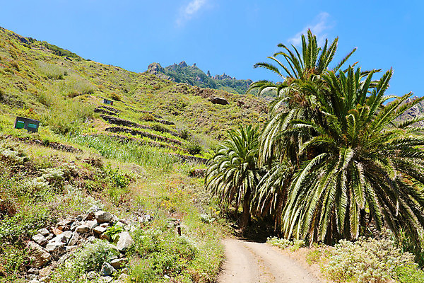 포토 JPG 해외이미지 나무 식물 공원 도로 길 모래 섬 여행 백그라운드 자국 자연 하늘 휴가 산 선인장 건조 손바닥 풍경 사람없음 야외 초록색 물 파란색 야자수 계곡 하이킹 사막 바위 중앙 언덕 가뭄 트레일러 내추럴 오아시스 해외포토 자연요소 손 공공시설 컬러 교통시설 레저 날씨 돌_바위 생태계 파일형식 이미지허브