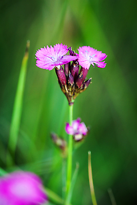 포토 JPG 해외이미지 식물 계절 꽃잎 꽃 분홍색 백그라운드 컨셉 꽃무늬 밭 자연 풍경 초원 사람없음 야외 초록색 여름 컬러풀 뷰티 봄 시골 개화 스타일 해외포토 컬러 무늬 농업 생태계 파일형식 이미지허브