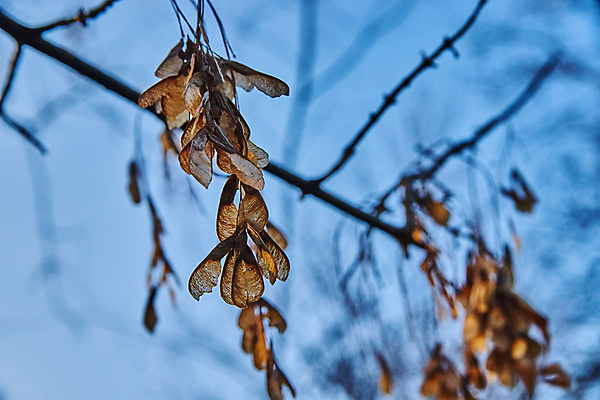 포토 JPG 해외이미지 나무 식물 계절 꽃 곤충 잎 겨울 절지류 하늘 사람없음 야외 목재 노란색 봄 추위 나뭇가지 닫기 숲 묘사 잠금 거미 해외포토 동물 컬러 재료 모션 보안 파일형식 이미지허브