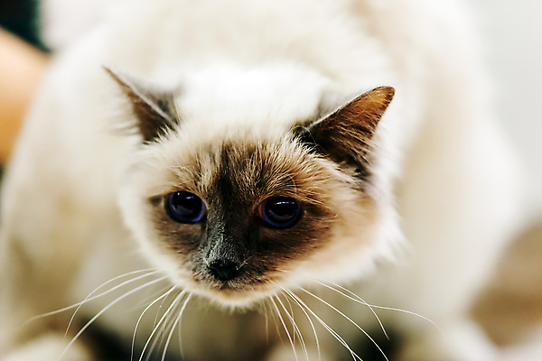 포토 JPG 해외이미지 한마리 실내 사람없음 반려동물 고양이 반려묘 해외포토 동물 1 포유류 내부 파일형식 이미지허브