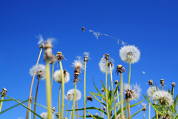 포토 JPG 해외이미지 주간 꽃밭 하늘 사람없음 야외 비행 민들레 민들레홀씨 해외포토 자연요소 꽃 파일형식 이미지허브