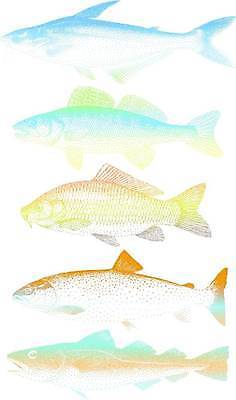 EPS 해외이미지 동물 음식 바다 오렌지 일러스트 자연 낚시 어류 그래픽 빨간색 초록색 파란색 세트 컬러풀 갈색 노란색 흰색 신선 수집 해산물 질감 연어 대서양 해외일러스트 컬러 과일 레저 수중동물 생태계 파일형식 벡터 이미지허브