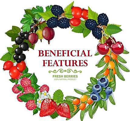 EPS 해외이미지 디자인 열매 포스터 백그라운드 다이어트 일러스트 텍스트 딸기 디저트 프레임 건강 식이요법 미술 장식 컬러풀 정원 화환 수확 덮개 체리 맛 아침식사 상품 혼합 인쇄 유기농 레이아웃 블루베리 브런치 산딸기 비타민 블랙베리 내추럴 숙성 월귤 채식주의자 크랜베리 해외일러스트 식물 웰빙 꽃 음식 컬러 컨셉 농업 과일 문화예술 식사 뚜껑 채식 영양소 파일형식 벡터 이미지허브