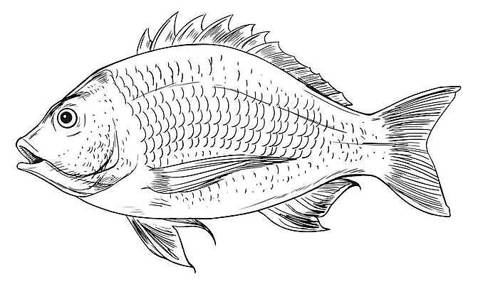 EPS 해외이미지 동물 호수 클리핑패스 바다 백그라운드 일러스트 어류 미술 검은색 흰색 호주 생물학 꼬리 상업 육식동물 도미 지느러미 남쪽 고립 해외일러스트 교육 컬러 문화예술 수중동물 오세아니아 방향 파일형식 벡터 이미지허브
