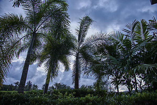 포토 JPG 주간 구름 해외풍경 휴식 풍경 사람없음 야외 야자수 휴양지 푸켓 국내포토 자연요소 나무 해외 컨셉 태국 장소 파일형식