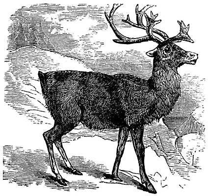 EPS 해외이미지 동물 응시 야생동물 겨울 일러스트 포유류 자연 초식동물 사슴 뿔 미술 야외 검은색 수확 골동품 흰색 황무지 인쇄 북극 그림 사냥 북쪽 판화 내추럴 순록 옛날 초식 반추동물 해외일러스트 시선 계절 컬러 농업 문화예술 극지방 방향 생태계 파일형식 벡터 이미지허브