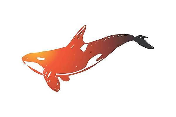 EPS 해외이미지 한마리 일러스트 사람없음 주황색 심볼 고래 그라데이션 범고래 해외일러스트 1 컬러 포유류 수중동물 파일형식 벡터 이미지허브