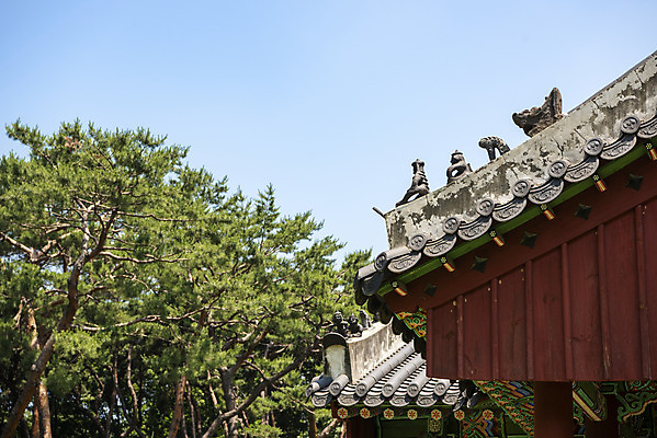 포토 JPG 주간 나무 한국전통 여행 유적지 풍경 사람없음 야외 여름 관광지 세계문화유산 문화재 역사 한국사 조선시대 기와지붕 남양주 사릉 왕릉 잡상 정자각 조선왕릉 정순왕후 국내포토 자연요소 식물 전통 계절 고건축 지붕 한국 기와 경기도 파일형식 왕후