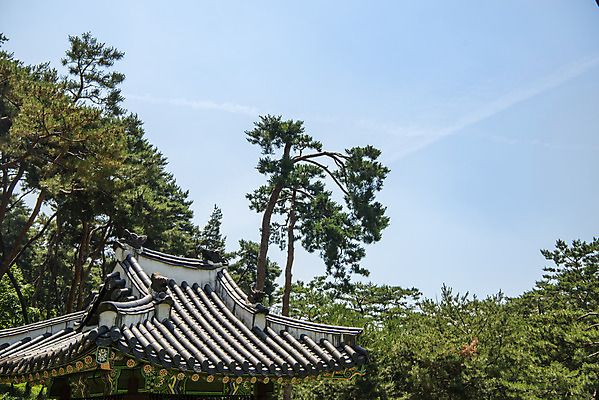 포토 JPG 주간 한국전통 여행 유적지 하늘 풍경 사람없음 야외 여름 관광지 세계문화유산 문화재 소나무 역사 한국사 조선시대 남양주 비각 사릉 왕릉 조선왕릉 정순왕후 국내포토 자연요소 나무 전통 계절 고건축 한국 경기도 파일형식 왕후