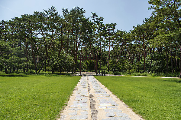 포토 JPG 주간 한국전통 여행 유적지 풍경 사람없음 야외 여름 관광지 세계문화유산 문화재 소나무 역사 한국사 조선시대 남양주 사릉 어로 왕릉 조선왕릉 홍살문 정순왕후 신로 국내포토 자연요소 나무 전통 계절 고건축 한국 전통문 경기도 파일형식 왕후 향어로
