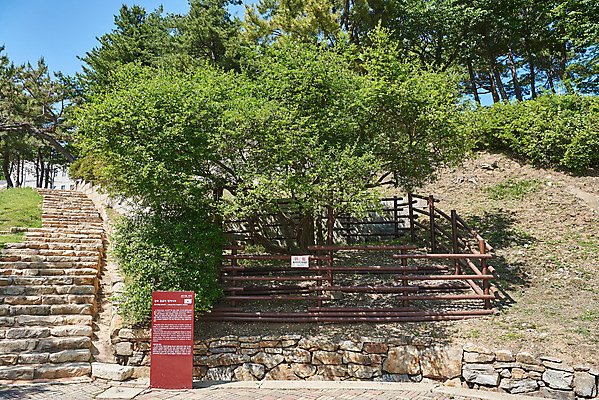 포토 JPG 주간 여행 한국건축 유적지 풍경 사람없음 야외 관광지 봄 문화재 표지판 역사 한국사 강화도 국내여행 명승지 사적지 탱자나무 갑곶돈대 국내포토 자연요소 나무 계절 건축 고건축 알림판 인천 파일형식