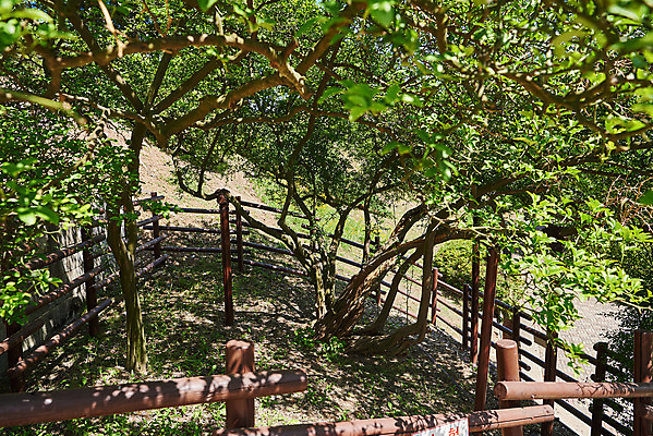 포토 JPG 주간 여행 한국건축 유적지 풍경 사람없음 야외 관광지 봄 문화재 역사 한국사 강화도 국내여행 명승지 사적지 탱자나무 갑곶돈대 국내포토 자연요소 나무 계절 건축 고건축 인천 파일형식