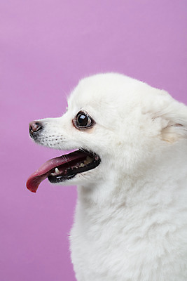 포토 JPG 스튜디오촬영 동물 한마리 반려견 실내 누끼 근접촬영 사람없음 옆모습 반려동물 귀여움 개 강아지 반려 폼피츠 국내포토 1 뷰포인트 컨셉 포유류 내부 파일형식