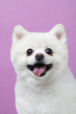 포토 JPG 스튜디오촬영 동물 한마리 반려견 실내 누끼 근접촬영 사람없음 앞모습 반려동물 귀여움 개 강아지 반려 폼피츠 국내포토 1 뷰포인트 컨셉 포유류 내부 파일형식