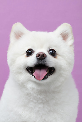 포토 JPG 스튜디오촬영 동물 한마리 반려견 실내 누끼 근접촬영 사람없음 앞모습 반려동물 귀여움 개 강아지 반려 폼피츠 국내포토 1 뷰포인트 컨셉 포유류 내부 파일형식