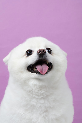 포토 JPG 스튜디오촬영 동물 한마리 반려견 실내 누끼 근접촬영 사람없음 앞모습 반려동물 귀여움 개 강아지 반려 폼피츠 국내포토 1 뷰포인트 컨셉 포유류 내부 파일형식