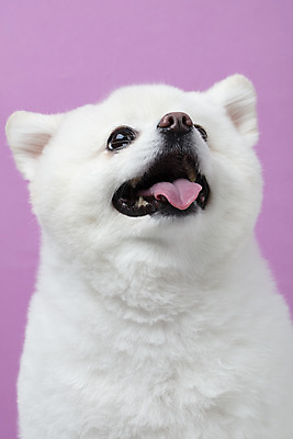 포토 JPG 스튜디오촬영 동물 한마리 반려견 실내 누끼 근접촬영 사람없음 앞모습 반려동물 귀여움 개 강아지 반려 폼피츠 국내포토 1 뷰포인트 컨셉 포유류 내부 파일형식