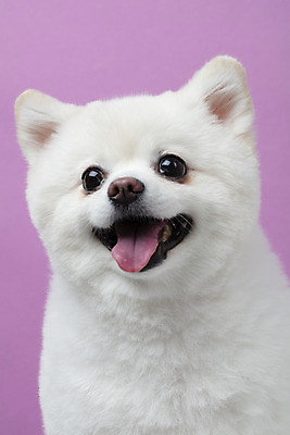 포토 JPG 스튜디오촬영 동물 한마리 반려견 실내 누끼 근접촬영 사람없음 앞모습 반려동물 귀여움 개 강아지 반려 폼피츠 국내포토 1 뷰포인트 컨셉 포유류 내부 파일형식