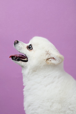 포토 JPG 스튜디오촬영 동물 한마리 반려견 실내 누끼 근접촬영 사람없음 옆모습 반려동물 귀여움 개 강아지 반려 폼피츠 국내포토 1 뷰포인트 컨셉 포유류 내부 파일형식