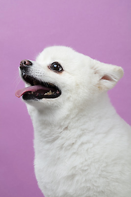 포토 JPG 스튜디오촬영 동물 한마리 반려견 실내 누끼 근접촬영 사람없음 옆모습 반려동물 귀여움 개 강아지 반려 폼피츠 국내포토 1 뷰포인트 컨셉 포유류 내부 파일형식