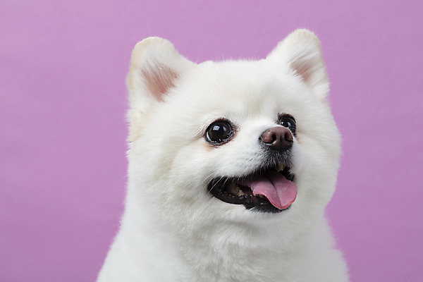 포토 JPG 스튜디오촬영 동물 한마리 반려견 실내 누끼 근접촬영 사람없음 앞모습 반려동물 귀여움 개 강아지 반려 폼피츠 국내포토 1 뷰포인트 컨셉 포유류 내부 파일형식